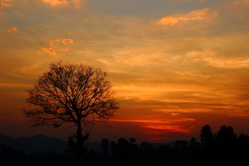 Fototapeta na wymiar Sun light With dry trees,sky,sunset.