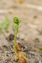 The stem of a green young fern starts a new life