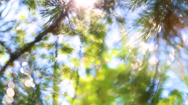 Beautiful bright green and blue colorful sunny nature background. Sun shines through blowing on wind fresh green branches of pine. Closeup of bokeh of trees at blue sky with sun flares and sunlight.