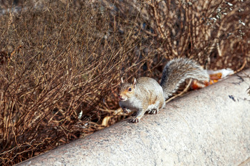 Cute Squirrel in Battery Park