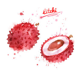 Watercolor illustration of litchi