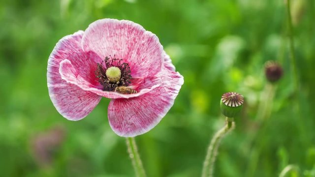 Bee and Blossoming Poppy.
