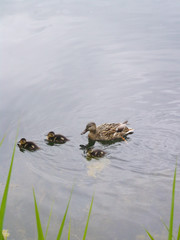 duck with ducklings