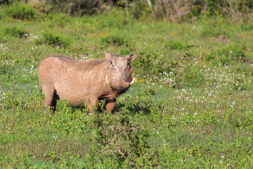 Warthog at Addo Elephant National Park - South Africa