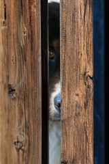 Bernese Dog behind Fence