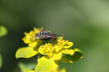 mouche