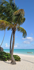 Karibischer Strand mit Palme