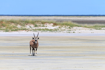 Lonely oryx at the Etosha salt pan