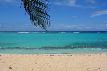 palme et plage de Marie Galante