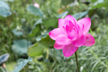 Fototapeta premium flower,plant,nature