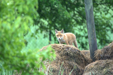 Junger Fuchs