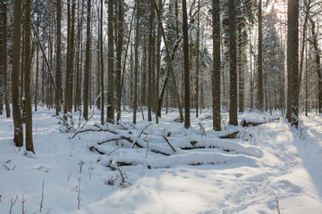 Fototapeta premium Trees snow wrapped blizzard after