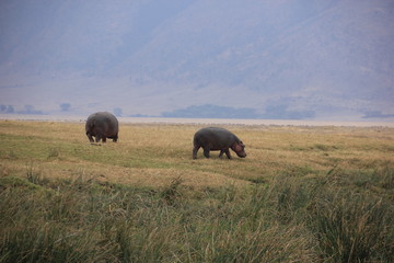 African wildlife, Tanzania, Ngorongoro Conservation Area