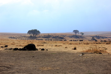 African wildlife, Tanzania, Ngorongoro Conservation Area