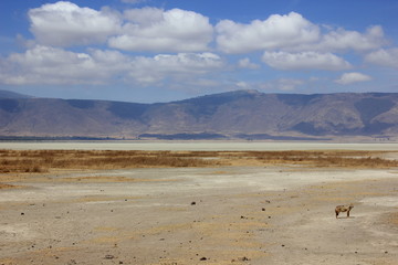 African wildlife, Tanzania, Ngorongoro Conservation Area