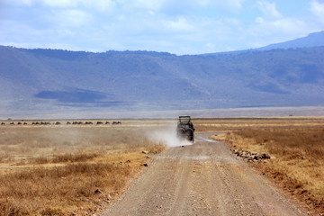 African wildlife, Tanzania, Ngorongoro Conservation Area