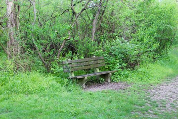 Fototapeta premium The park bench in the trees and weeds of the forest.