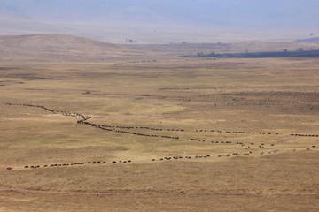 African wildlife, Tanzania, Ngorongoro Conservation Area