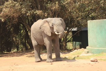 African wildlife, Tanzania, Ngorongoro Conservation Area