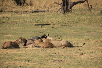 African wildlife, Tanzania, Ngorongoro Conservation Area