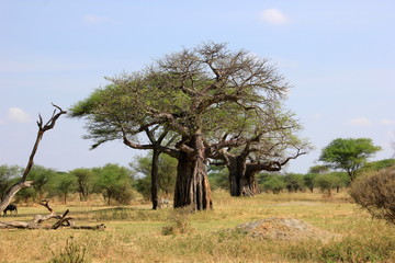 African wildlife, Tanzania, Ngorongoro Conservation Area