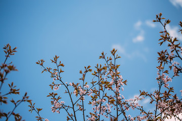 Beautiful flowers of cherry or sakura blossom on central park of New York. Spring time pink concept for fresh design