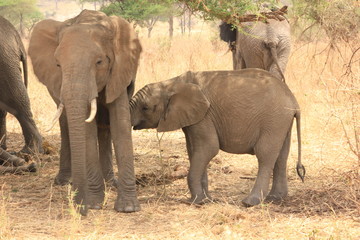 African wildlife, Tanzania, Ngorongoro Conservation Area