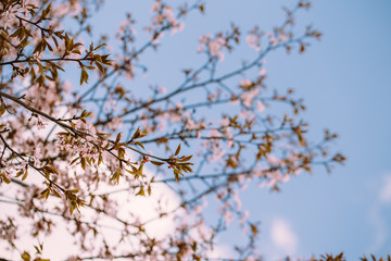 Beautiful flowers of cherry or sakura blossom on central park of New York. Spring time pink concept for fresh design