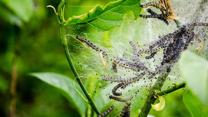 Raupen im Spinnennetz