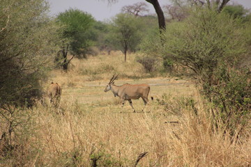 African wildlife, Tanzania, Ngorongoro Conservation Area