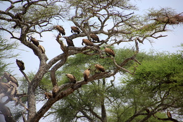 African wildlife, Tanzania, Ngorongoro Conservation Area