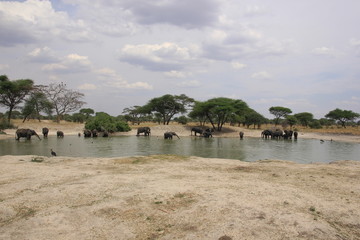 African wildlife, Tanzania, Ngorongoro Conservation Area