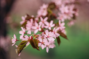Beautiful flowers of cherry or sakura blossom on central park of New York. Spring time pink concept for fresh design