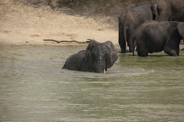 African wildlife, Tanzania, Ngorongoro Conservation Area