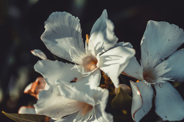Fototapeta na wymiar White flowers
