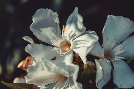 White flowers