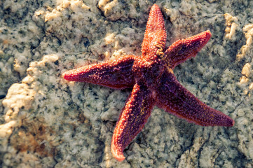 Red starfish on the beach.