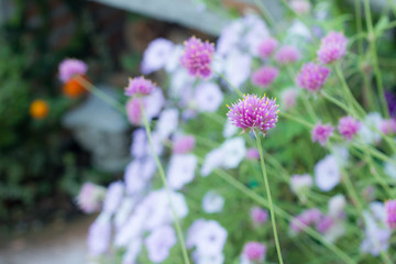 flower,close up,background