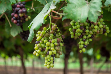 Grapes fresh in the organic garden.