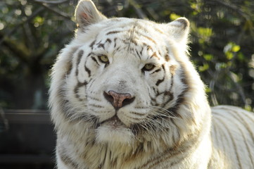 Face to face with white bengal tiger
