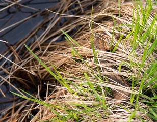 Kreuzotter (Vipera berus), Weibchen, Giftschlange, Viper, liegt getarnt in hohem Gras, Naturschutzgebiet Pietzmoor, Niedersachsen, Deutschland, Europa 