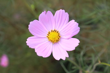 Obraz premium flower