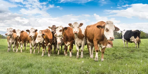Fototapete Kuh Kuhherde auf einer Weide im Unteralläu - Bayern 