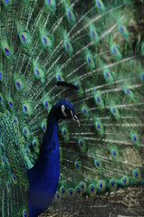 Bright peacock tail. Colored