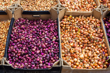 Boxes with onions for sowing