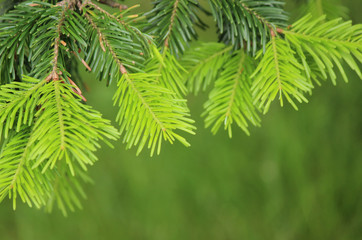 Pine tree