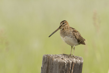 Wilson's Snipe Perched