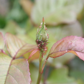 Afidi su pianta di Rosa in giardino. Macrosiphum rosae