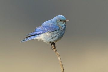 Mountain Bluebird Perched