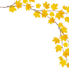 Autumn maple branches with yellow leaves